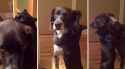 cat-hugs-dog.jpg