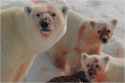 tmp_13304-pbear_withcubs_feeding349043043.jpg