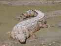 800px-SaltwaterCrocodile('Maximo').jpg