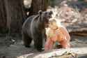 ShylaStylezBearBareMaidens12.jpg