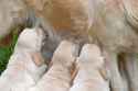 dog---golden-retriever-nursing.jpg