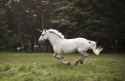 unicorn1.jpg
