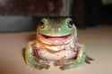 HappyKek.jpg