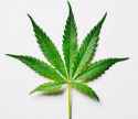 weed.jpg