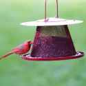 RedFeeder.jpg