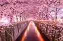 Cherry Blossom Tunnel.jpg