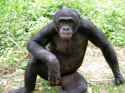 ape-005.jpg