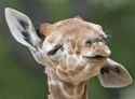giraffe.jpg