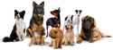 dogs-3-600x269[2].jpg