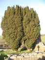 yew-003.jpg