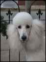 jaz__white_standard_poodle_by_crystalspics[1].jpg