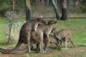 meanwhile_in_australia_640_19.jpg