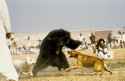 cropped520_bear-baiting3_0.jpg