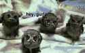 owls-yousrs.gif