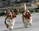 bassethounds.jpg