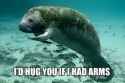 manatee hugs.jpg