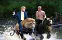 Lions and Bears.jpg