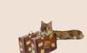 cat-anim-outtahere2.gif