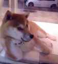 cute dogger.jpg