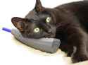 cat on phone.jpg