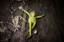 Dead_kermit.jpg
