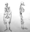 monkey_anatomy_study_by_elthe.jpg