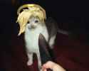mercycat.jpg