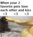 pets.png