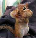 Squirrel1.jpg
