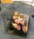 puppy-girl-print.jpg