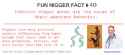 fun nigger fact 40.jpg