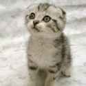 scottish-fold-kitten_k2kgfp.jpg
