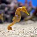 sea-horse.jpg