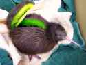 Kiwi_bird_fruit.jpg