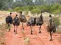 Emu-wars-running-ponies.jpg