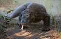 komodo-dragon.jpg
