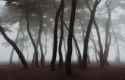 Eerie Fog 2.jpg