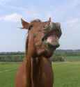 laughing-horse2.jpg