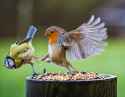 birdfite.png