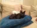 cat2792.jpg