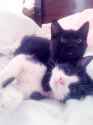 cat2883.jpg