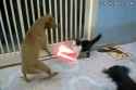 Wanna Fight!!!!.gif