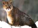 zFox_SDC_2003_Bad_Ass_Cougar.jpg