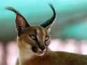 caracal cat.jpg