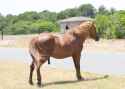 wildHorse.jpg