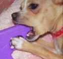 suicidedoggo.jpg