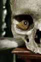 56612-moth-skull-Butterfleye--mlkshk-kdTZ.jpg