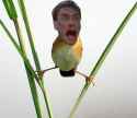 kungfumasterbird.jpg