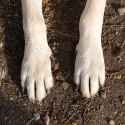 frito-feet-stinky-feet-01.jpg