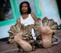 horn_tree_feet.jpg